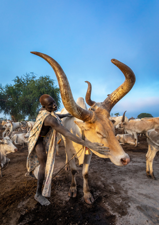 Mundari tribe man covering his cow in ash to repel flies and mosquitoes, Central Equatoria, Terekeka, South Sudan