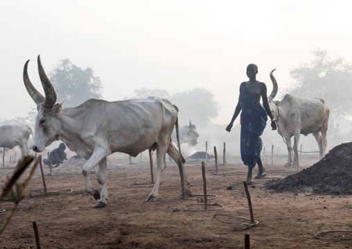 Long horns cows in a Mundari tribe camp gathering around bonfires to repel mosquitoes and flies, Central Equatoria, Terekeka, South Sudan