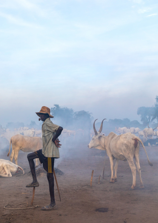 Long horns cows in a Mundari tribe camp gathering around bonfires to repel mosquitoes and flies, Central Equatoria, Terekeka, South Sudan