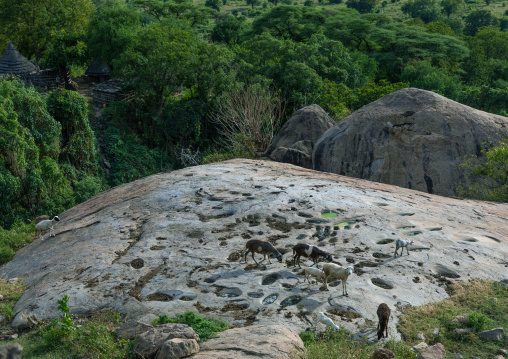 Rock used to grind grains in Lotuko tribe, Central Equatoria, Illeu, South Sudan