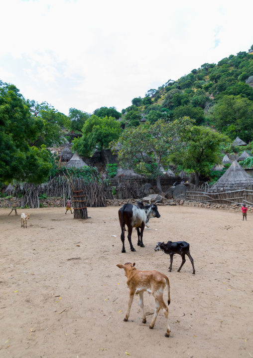 Cows in the middle of a Lotuko tribe village, Central Equatoria, Illeu, South Sudan