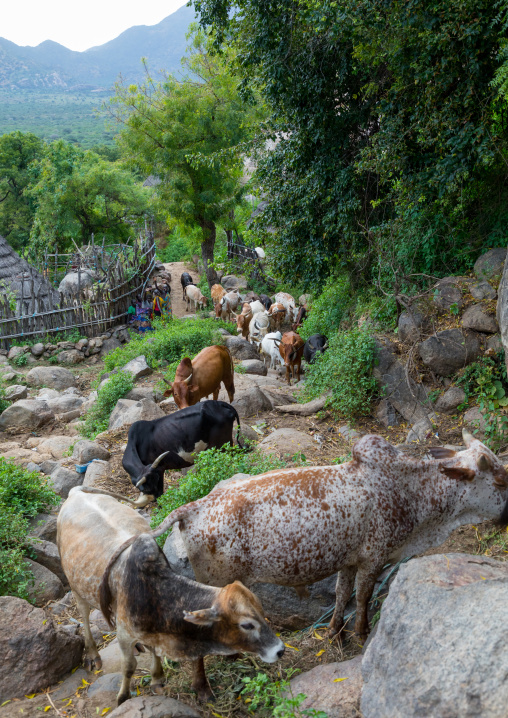 Cows coming back to a Lotuko village, Central Equatoria, Illeu, South Sudan