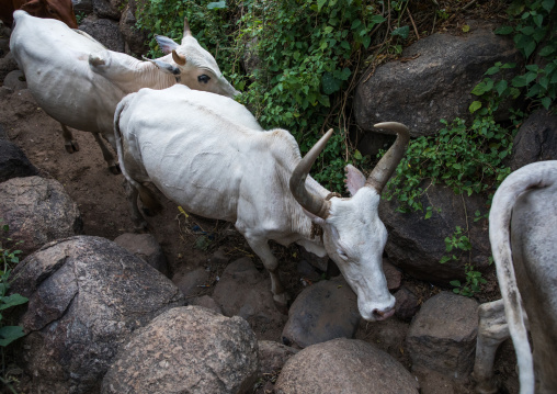 Cows in a small alley of a Lotuko village, Central Equatoria, Illeu, South Sudan