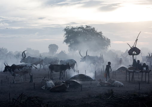 Long horns cows in a Mundari tribe camp gathering around bonfires to repel mosquitoes and flies, Central Equatoria, Terekeka, South Sudan