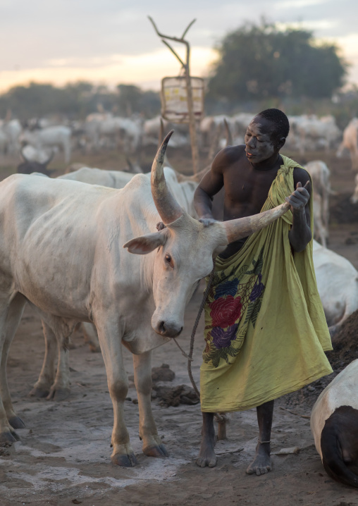 Mundari tribe man covering his cow in ash to repel flies and mosquitoes, Central Equatoria, Terekeka, South Sudan