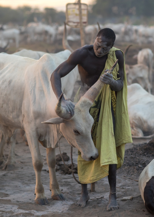 Mundari tribe man covering his cow in ash to repel flies and mosquitoes, Central Equatoria, Terekeka, South Sudan