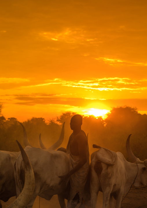 Mundari tribe man covering his cow in ash to repel flies and mosquitoes, Central Equatoria, Terekeka, South Sudan