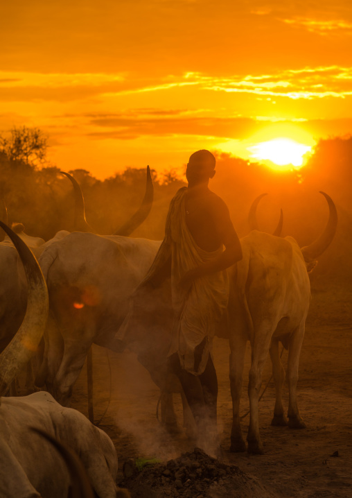 Mundari tribe man covering his cow in ash to repel flies and mosquitoes, Central Equatoria, Terekeka, South Sudan