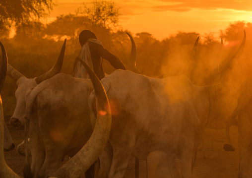 Mundari tribe man covering his cow in ash to repel flies and mosquitoes, Central Equatoria, Terekeka, South Sudan