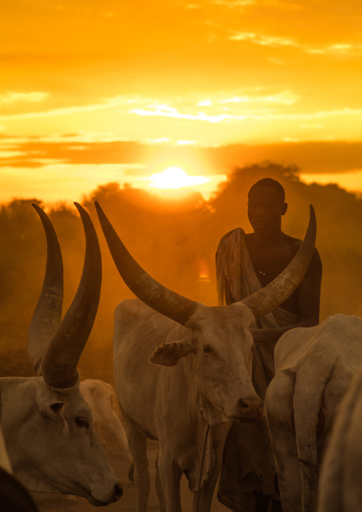 Mundari tribe man covering his cow in ash to repel flies and mosquitoes, Central Equatoria, Terekeka, South Sudan