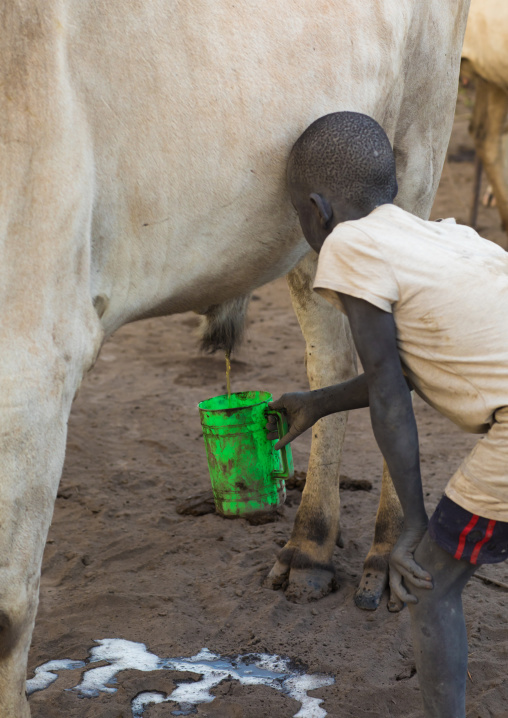 Mundari tribe boy collecting cow urine to use it to wash his body and dye his hair, Central Equatoria, Terekeka, South Sudan