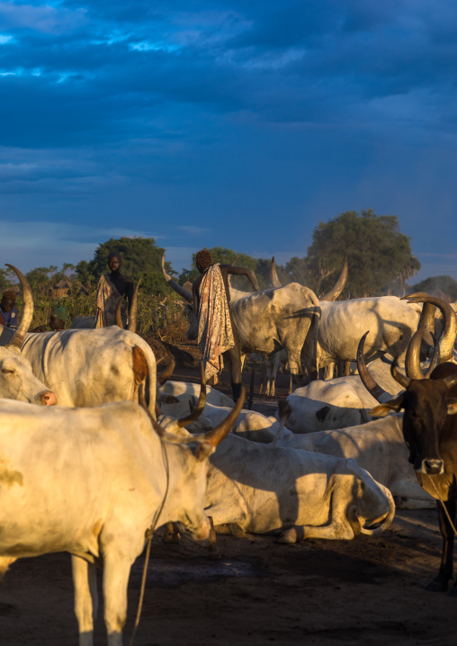 Long horns cows in a Mundari tribe camp, Central Equatoria, Terekeka, South Sudan