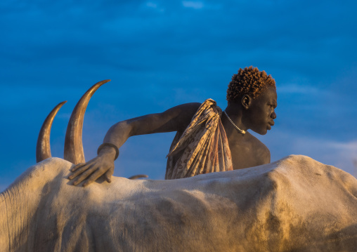 Mundari tribe man covering his cow in ash to repel flies and mosquitoes, Central Equatoria, Terekeka, South Sudan