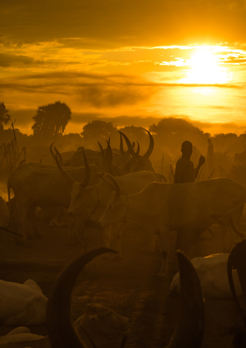 Mundari tribe cows camp in the sunset, Central Equatoria, Terekeka, South Sudan