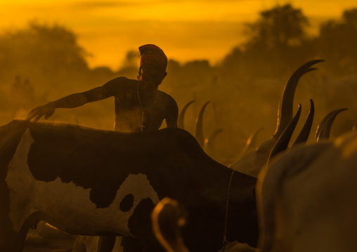 Mundari tribe man covering his cow in ash to repel flies and mosquitoes, Central Equatoria, Terekeka, South Sudan