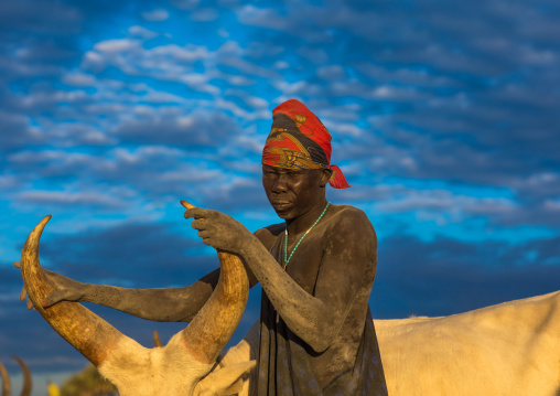 Mundari tribe man covering his cow in ash to repel flies and mosquitoes, Central Equatoria, Terekeka, South Sudan