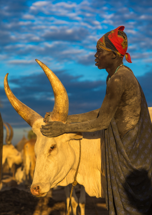 Mundari tribe man covering his cow in ash to repel flies and mosquitoes, Central Equatoria, Terekeka, South Sudan