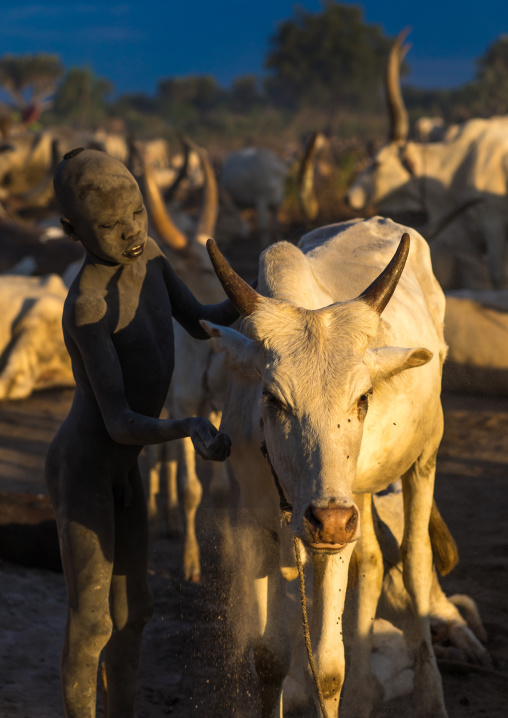 Mundari tribe boy taking care of the long horns cows in the camp, Central Equatoria, Terekeka, South Sudan