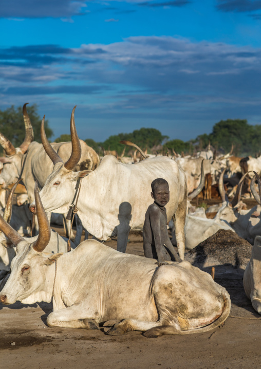 Mundari tribe boy taking care of the long horns cows in the camp, Central Equatoria, Terekeka, South Sudan