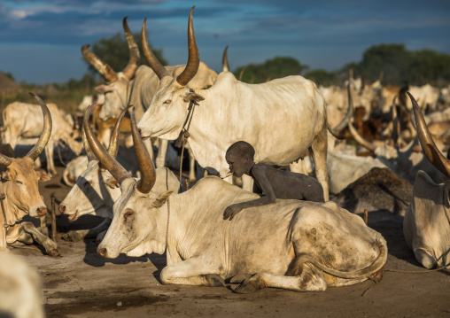 Mundari tribe boy taking care of the long horns cows in the camp, Central Equatoria, Terekeka, South Sudan