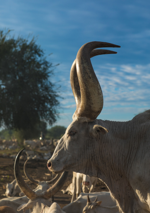 Long horns cows in a Mundari tribe camp, Central Equatoria, Terekeka, South Sudan