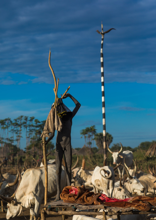 Mundari tribe boy standing on a wooden bed in the middle of his long horns cows, Central Equatoria, Terekeka, South Sudan