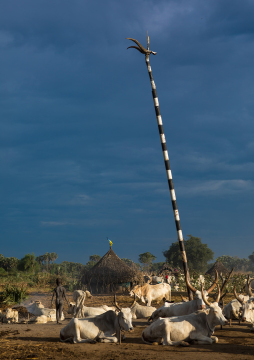 Long horns cows in a Mundari tribe camp, Central Equatoria, Terekeka, South Sudan