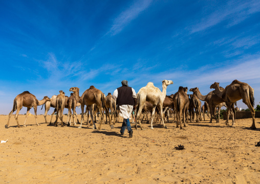 Sudanese camels herd, Nubia, Old Dongola, Sudan