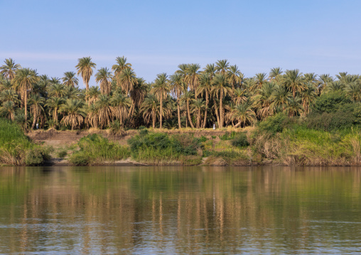 Plam trees on the bank of river Nile, Northern State, El-Kurru, Sudan