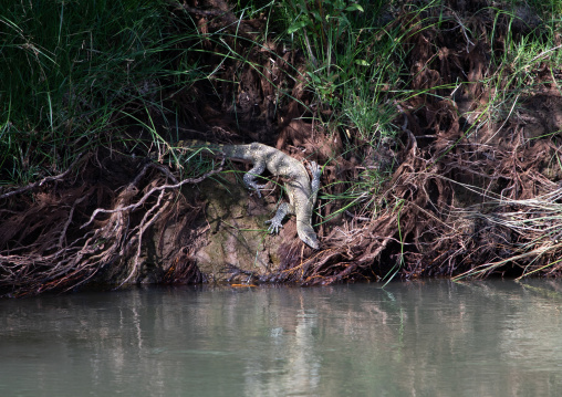 Nile monitor on the bank of the river, Northern State, El-Kurru, Sudan