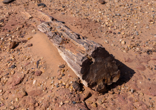 Petrified wood in the desert, Northern State, El-Kurru, Sudan