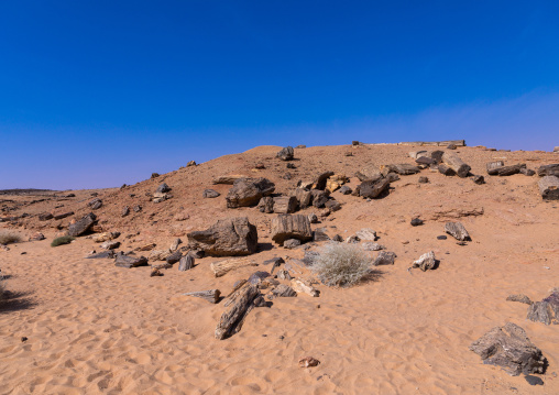 Petrified wood in the desert, Northern State, El-Kurru, Sudan