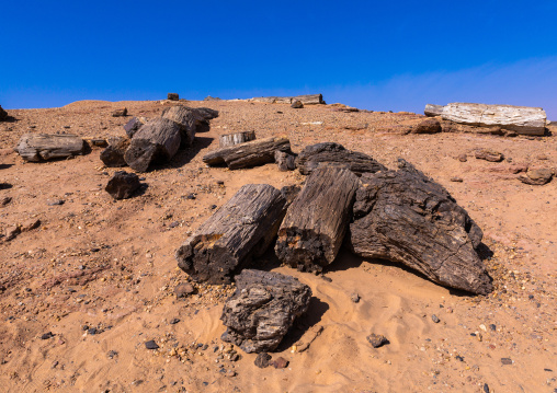 Petrified wood in the desert, Northern State, El-Kurru, Sudan