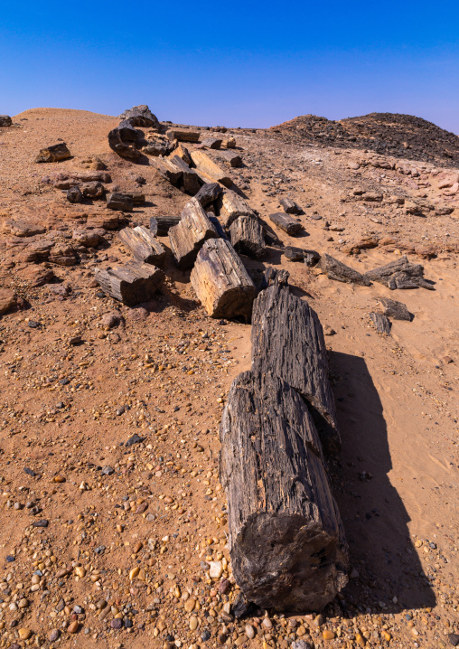 Petrified wood in the desert, Northern State, El-Kurru, Sudan