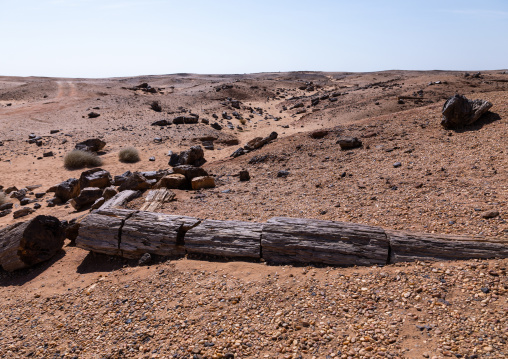 Petrified wood in the desert, Northern State, El-Kurru, Sudan