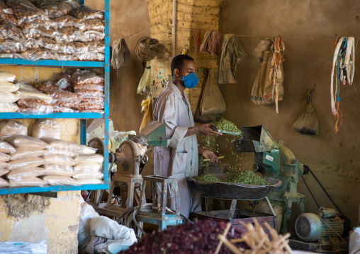 Sudanese worker crashing some dried leaves, Northern State, Karima, Sudan