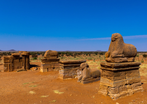 A row of rams with tidy woollen curls is guarding the access way to the temple of Amun, Nubia, Naqa, Sudan