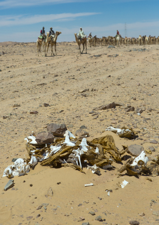 Sudan, Northern Province, Dongola, dead camel in front of a herd going to egypt