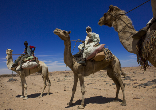 Sudan, Northern Province, Dongola, camel herders going to egypt with a caravan