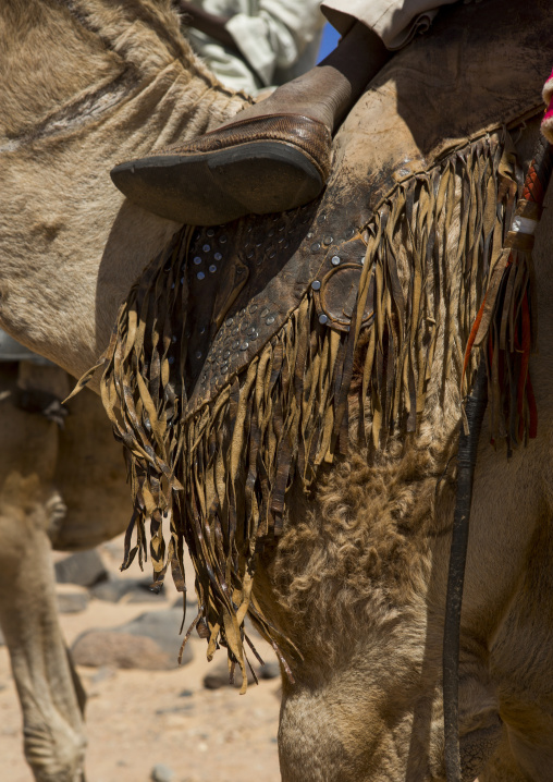 Sudan, Northern Province, Dongola, camel herder going to egypt with a caravan