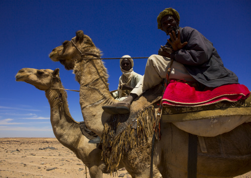 Sudan, Northern Province, Dongola, camel herders going to egypt with a caravan