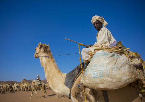 Sudan, Northern Province, Dongola, sudanese camels herd going to egypt