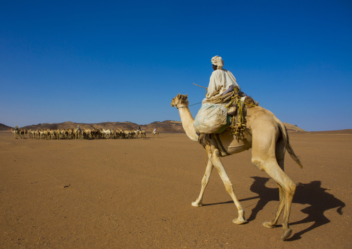 Sudan, Northern Province, Dongola, sudanese camels herd going to egypt