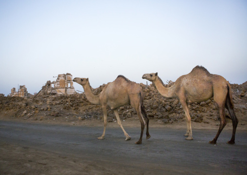 Sudan, Port Sudan, Suakin, camels