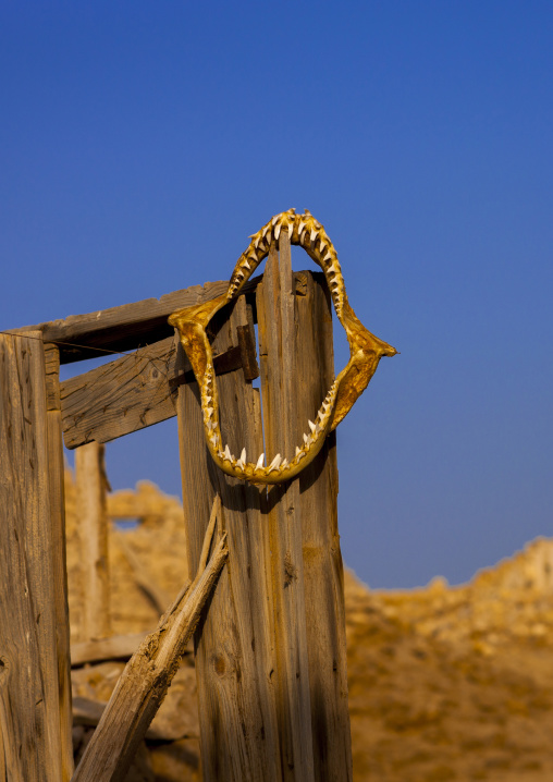 Sudan, Port Sudan, Suakin, shark jaws on a ruined ottoman coral buildings