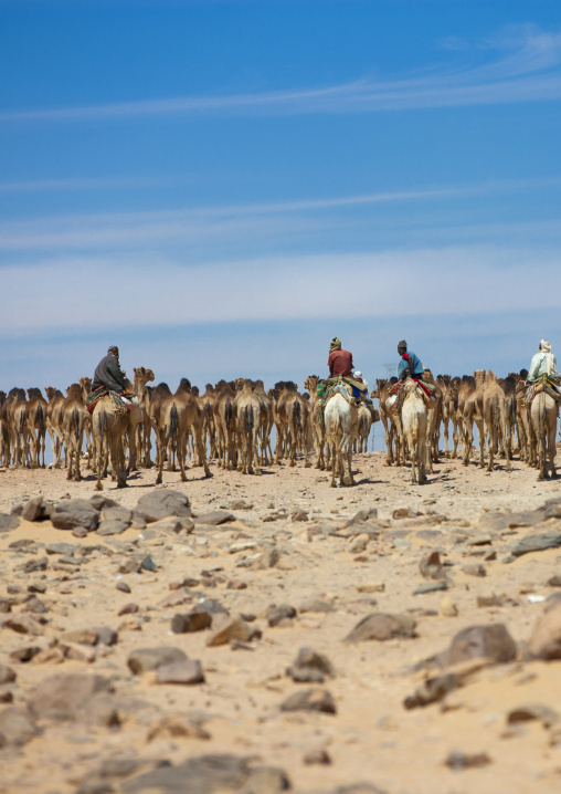 Sudan, Northern Province, Dongola, sudanese camels herd going to egypt