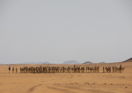 Sudan, Northern Province, Dongola, sudanese camels herd going to egypt