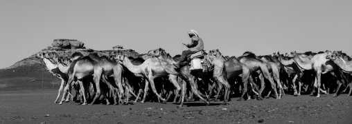 Sudan, Northern Province, Dongola, sudanese camels herd going to egypt