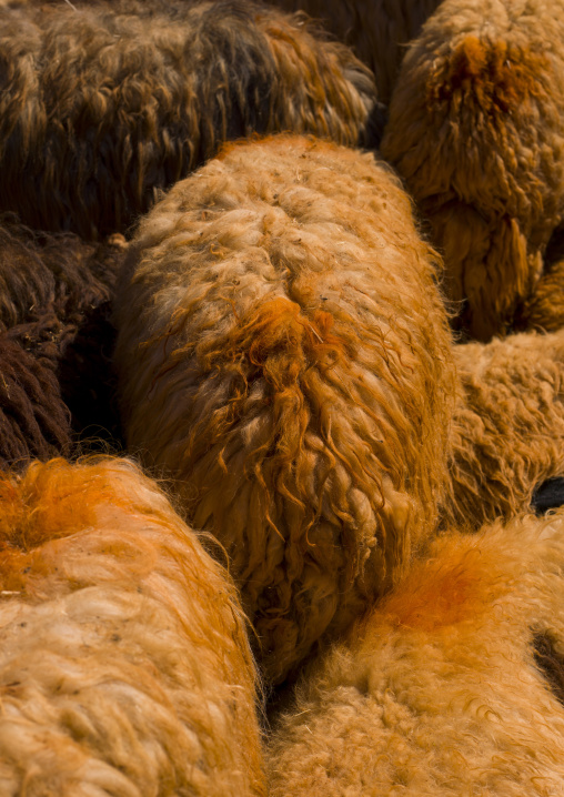 Sheep Herds, Mount Simeon, Aleppo Governate, Syria