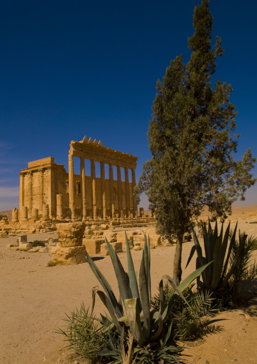 The Ancient Roman City, Palmyra, Syrian Desert, Syria